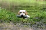 LABRADOR 1291